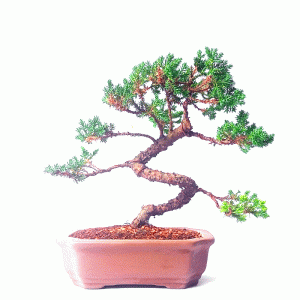 Bonsai de Junípero Procumbens