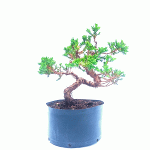 Bonsai de Junípero Procumbens