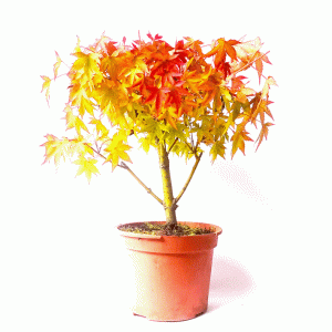 Pré Bonsai de Acer Palmatum