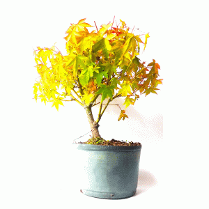 Pré Bonsai de Acer Palmatum