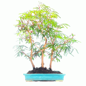 Bonsai de Caliandra Vermelha - Bosque 3 plantas