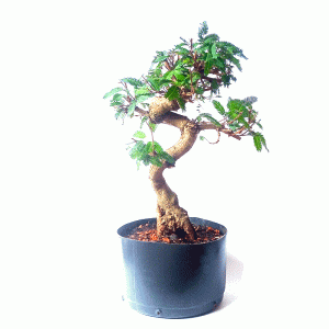 Pré Bonsai de Caliandra Vermelha