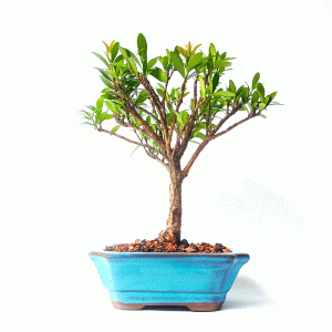 Bonsai de Cereja Anã