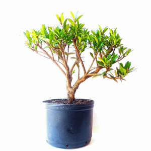Pré Bonsai de Cereja Anã