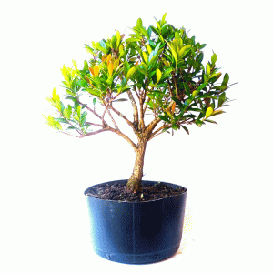 Pré Bonsai de Cereja Anã