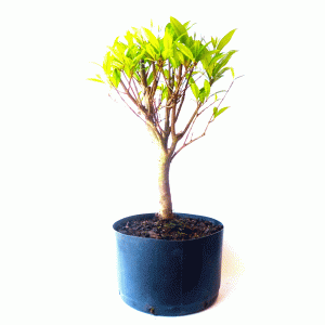 Pré Bonsai de Cereja do Rio Grande