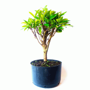 Pré Bonsai de Cereja do Rio Grande