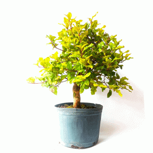 Pré Bonsai de Gabiroba