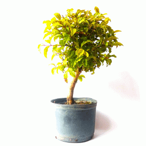 Pré Bonsai de Gabiroba