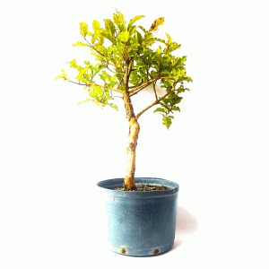 Pré Bonsai de Gabiroba