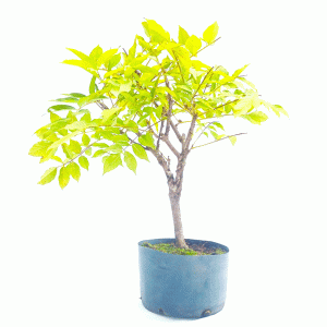 Pré Bonsai de Glicínia cor Lilás