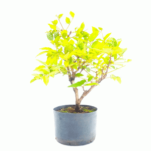 Pré Bonsai de Glicínia cor Lilás