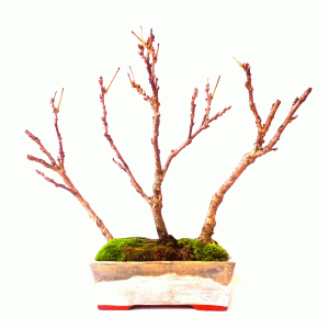 Bonsai de Glicínia cor Lilás