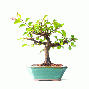 Bonsai de Grewia Occidentalis