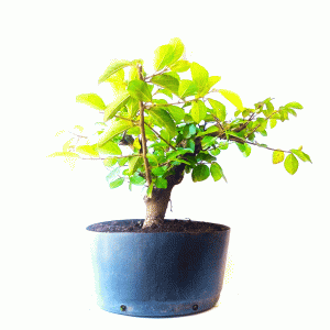 Pré Bonsai de Grewia Occidentalis