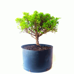 Pré Bonsai de Junípero Itoigawa