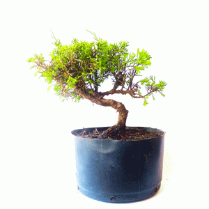 Pré Bonsai de Junípero Itoigawa