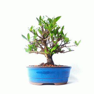 Bonsai de Jasmim do Cabo