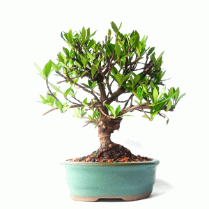 Bonsai de Jasmim do Cabo