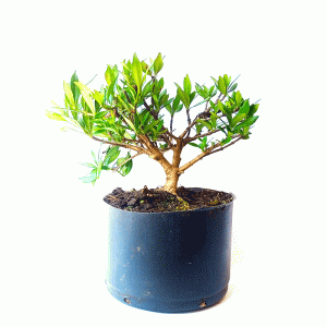 Pré Bonsai de Jasmim do Cabo