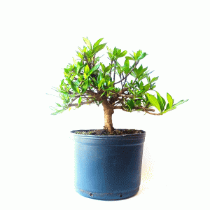 Pré Bonsai de Jasmim do Cabo