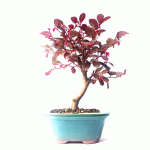 Bonsai de Loropetalum Rubrum