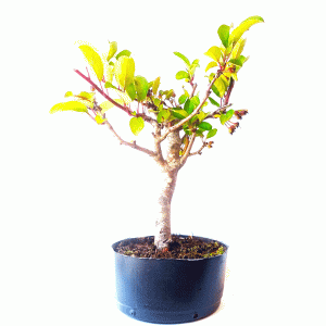 Pré Bonsai de Maça Anã