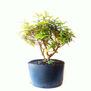 Pré Bonsai de Mini Goiaba