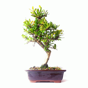 Bonsai de Piracanta cor Amarela