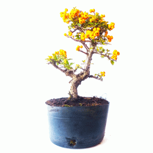 Pré Bonsai de Piracanta Amarela