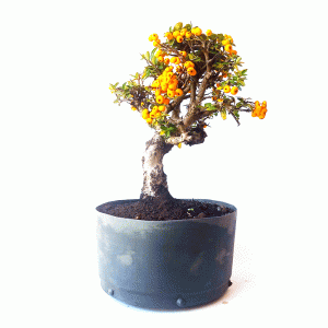 Pré Bonsai de Piracanta Amarela