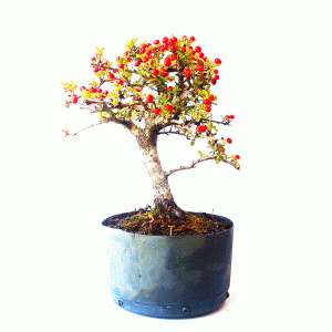 Pré Bonsai de Piracanta Vermelha