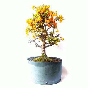 Pré Bonsai de Piracanta Amarela