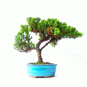 Bonsai de Junípero Procumbens