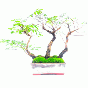 Bonsai de Pithecolobium (var. dumosum)