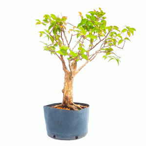Pré Bonsai de Pitanga