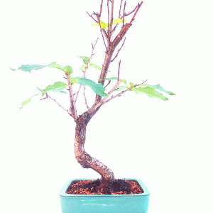 Bonsai de Sakurá 12 anos