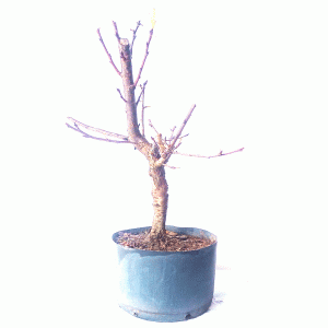 Pré Bonsai de Sakurá Yukiwari Flor Rosa