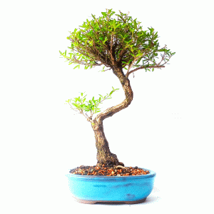 Bonsai de Serissa Chinesa