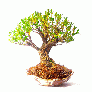 Bonsai de Buxus Harlandii