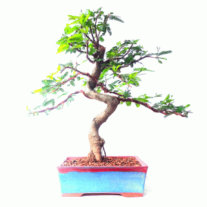Bonsai de Caliandra Rosa