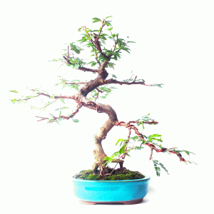 Bonsai de Caliandra Rosa