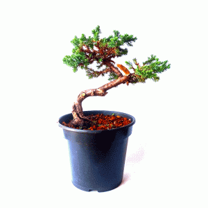 Pré Bonsai de Mini Jacaré