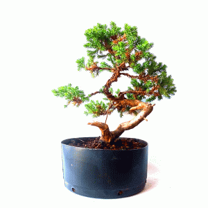 Pré Bonsai de Mini Jacaré