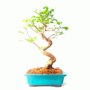 Bonsai de Ligustrum sinensis