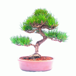 Bonsai de Pinheiro Negro