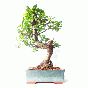 Bonsai de Piracanta