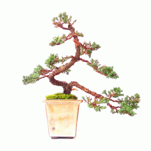 Bonsai de Junípero procumbens