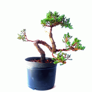 Pré Bonsai de Junípero Procumbens