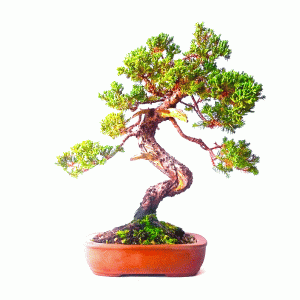 Bonsai de Junípero Procumbens